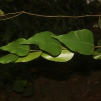 Hopea brevipetiolaris (Thwaites ex Trimen) P.S.Ashton